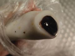 红豆沙条头糕-沈大成(南京东路店)