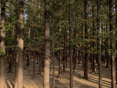 -八大关景区