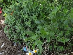 -西湖外事游船(花港观鱼码头)