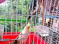 -铁山坪森林公园