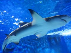 -太平洋海底世界