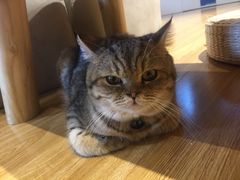 -啵啵喵·猫咖(攀华国际店)