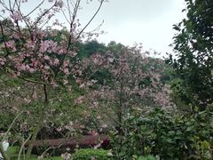 -广州市帽峰山景区