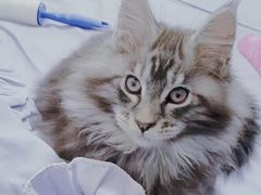 -十年猫舍·猫咪专门店(普陀店)