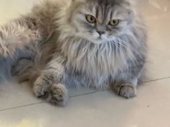 -平行世界·猫咖(首经贸店)
