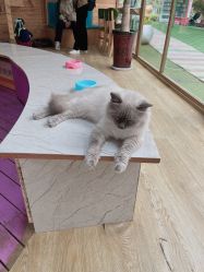 -萌宠亲子动物乐园(槐房万达店)