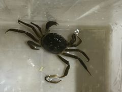 -七的湖·江南蟹舫·阳澄湖农家菜(蟹舫苑店)