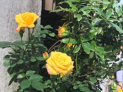-前童古镇