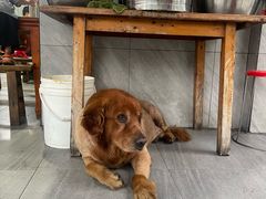 -大邑李记肥肠血旺