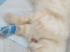 -联合动物医院(光谷诊疗中心)