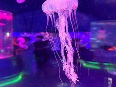 -上海海昌海洋公园