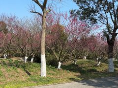 -上海海湾国家森林公园