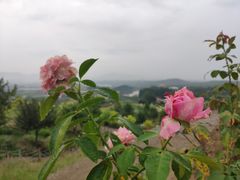 -密云玫瑰情园