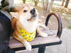 -百好乐宠物友好餐厅(朝外大街店)