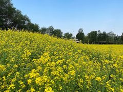 -长白岛森林公园