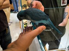 -帕帕拉兹宠物(亚洲旗舰店)