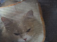 -天使宠物医院·犬猫分诊(彩虹店)