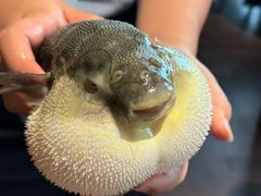 -肆月河豚·淮扬菜·湘菜(华天店)