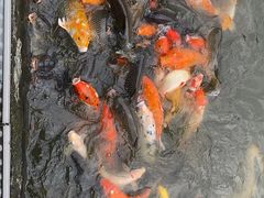 -南沙蒲洲花园