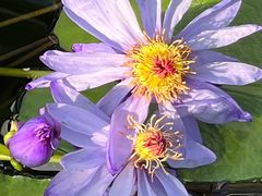 -国家植物园南园