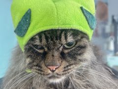 -爱洗澡的猫(望京店)