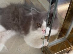 -糯米喵星人总部直营旗舰店·猫舍·幼猫出售