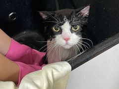-安安宠医宠物医院·异宠·犬猫内科(岳阳分院)