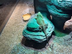 -帕帕拉兹宠物(亚洲旗舰店)