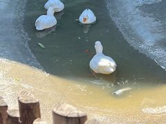 -保定市动物园