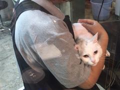 -PETKIT小佩宠物(昭化店)