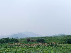 -光明小镇欢乐田园