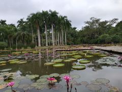 -中国科学院西双版纳热带植物园