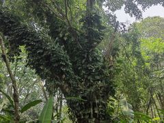 -中国科学院西双版纳热带植物园