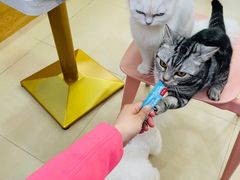 -喵宠乐园·撸猫互动·猫舍