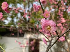 -北寺塔