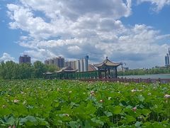 -莲花池公园