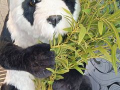 -大熊猫毛肚火锅(烟台万象汇店)