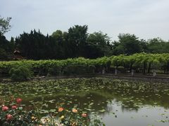 -嘉定紫藤园