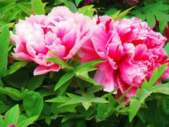 -莲花池公园