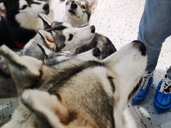 -Husky Go!哈士奇体验馆·宠物咖啡厅狗咖