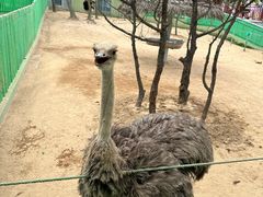 -西霞口神雕山野生动物世界