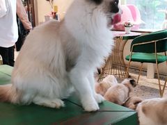 -喵喵咪呀布偶猫咖(春熙路店)
