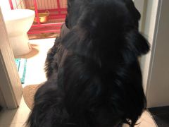 -唯美宠物生活馆(绿地国际生态城店)