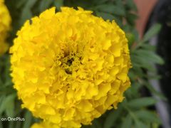 -郑州方特梦幻王国