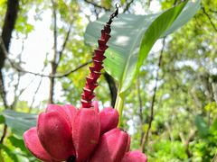 -中国科学院西双版纳热带植物园
