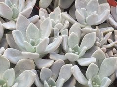 -金马仑薰衣草花园(Cameron Lavender)