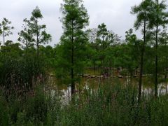 -上海长兴岛郊野公园