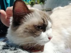 -喵喵咪呀布偶猫咖(春熙路店)