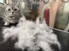 -车接车送·寄养洗护·德文猫舍(大宁店)
