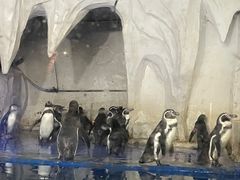 -太平洋海底世界